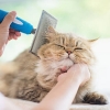 Pet Care Services
